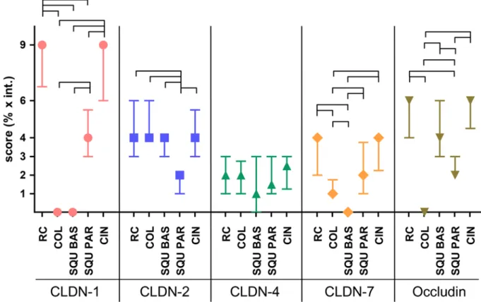 Figure 4.  Results of immunohistochemistry scoring regarding claudin and occludin patterns among the different cervical cell types
