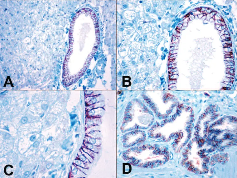 Fig. 1. A-C. The biliary epithelial cells of the canine normal intrahepatic bile ducts showed intense basolateral membrane positivity for claudin-7