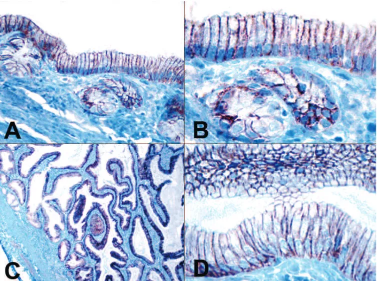 Fig. 4. A,B. The normal epithelial cells of the canine gall bladder were positive for claudin-7