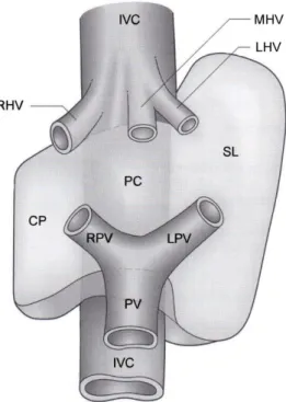Figure 10: “Schematic representation of the anatomy of the caudate lobe. The caudate  lobe consists of three parts: the caudate process (CP), on the right, the paracaval portion  anterior  to  the  vena  cava  (PC)  and  the  bulbous  left  part  (Spiegeli