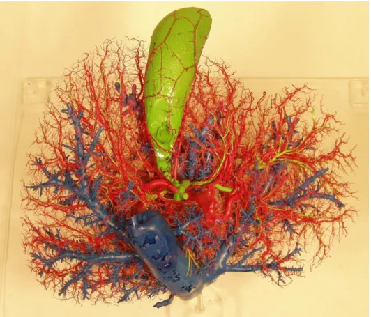 Figure  14:  Corrosion  cast  preparation  of  human  liver.  Liver  parenchyma  is  removed  with  potassium  hydroxide