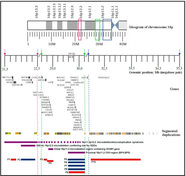 Fig. 2. Recurrent copy number variations of the short arm of chromosome 16 and the rearrangements of the presented patients