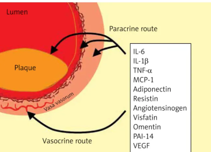 Figure 5. Routes for paracrine and vasocrine effects of epicardial adipose tissue on coronary arteries and plaque  formation