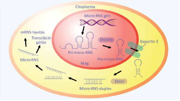 4. ábra Mikro-RNS-ek keletkezése