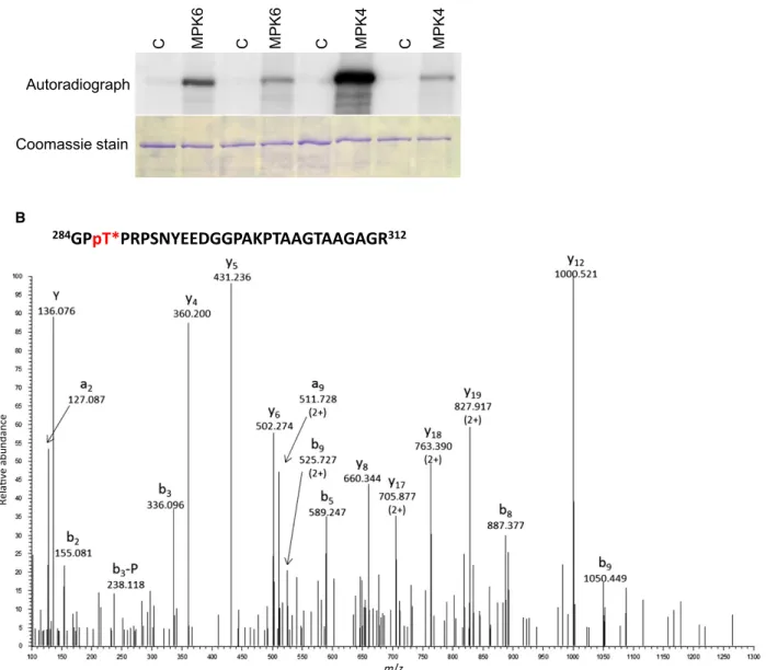 Fig. 3. MKK7 overexpression and flagellin treatment lead to PIN1 delocalisation in roots