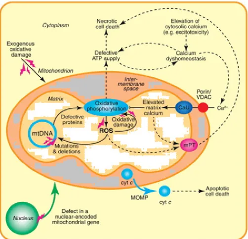 Figure 2. Mitochondrial dysfunction (www.sciencedirect.com ,  modified) 