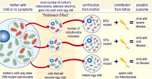 Figure 3. Inheritance of mtDNA mutations ( http://medblog.medlink-uk.net/laurasmall/,  modified) 