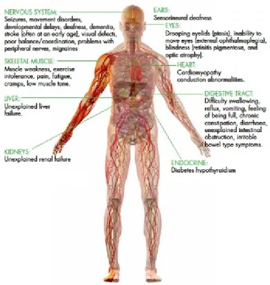 Figure 4. Symptoms of mitochondrial dysfunction in the human body (amdf.org.au,  modified) 