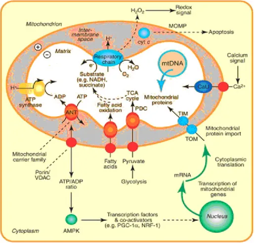 Figure 1. Mitochondrial function and biogenesis (www.sciencedirect.com ,  modified)