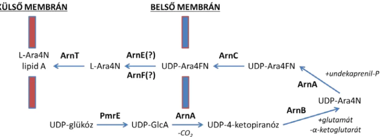 2. Ábra: Az L-Ara4N bioszintézise és a lipid A-hoz kapcsolása [140] 