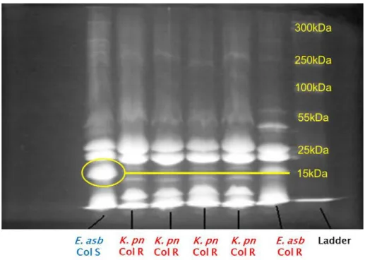 Figure 4: 1D gel electrophoresis of E. asburiae outer membrane proteins 