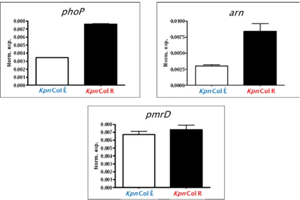 2. Ábra: K. pneumoniae colistin-rezisztencia gének relatív génexpressziója 