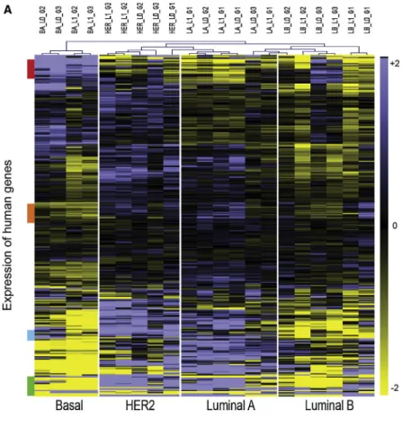 Figure 4. The Wnt-Met Gene Signature Predicts Survival of Human Breast Cancer Patients (A) The mouse 322 intrinsic Wnt-Met gene set shows predictive power for the molecular subtypes of human breast cancer, shown in a heatmap