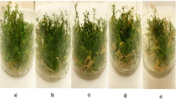 Figure 6 Camomile sterile cultures cultivated on a variety of salt concentrations (mM Na 2 SO 4)   MS medium Symbols: a)  Control 0 mM, b) 10 mM, c) 25 mM d) 50 mM, e) 100 mM Na 2 SO 4