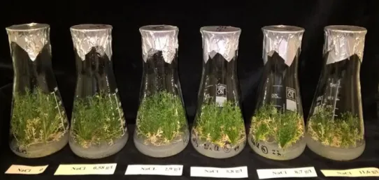 Figure 8 Camomile sterile cultures cultivated on a variety of salt concentrations (NaCl 0-11.6 g/l) in MS medium   (30 day) 