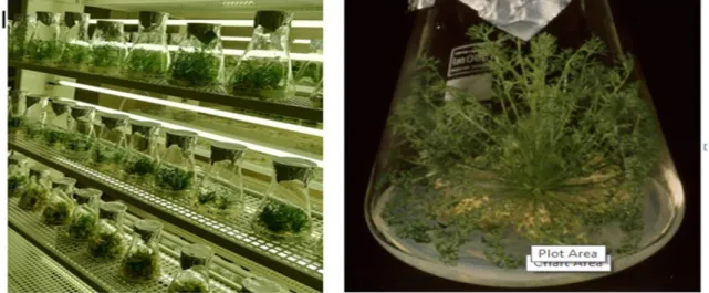 Figure 1 In vitro chamomile cultures (6 weeks) in the climatized growth room 