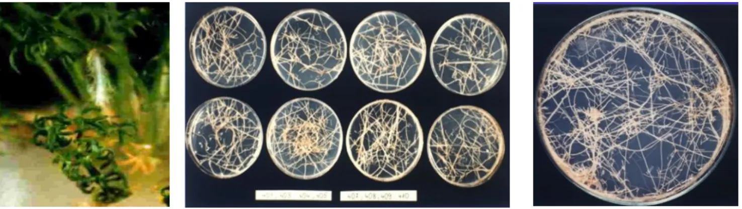 Figure 2 Hairy roots initiation in chamomile and hairy root clones  