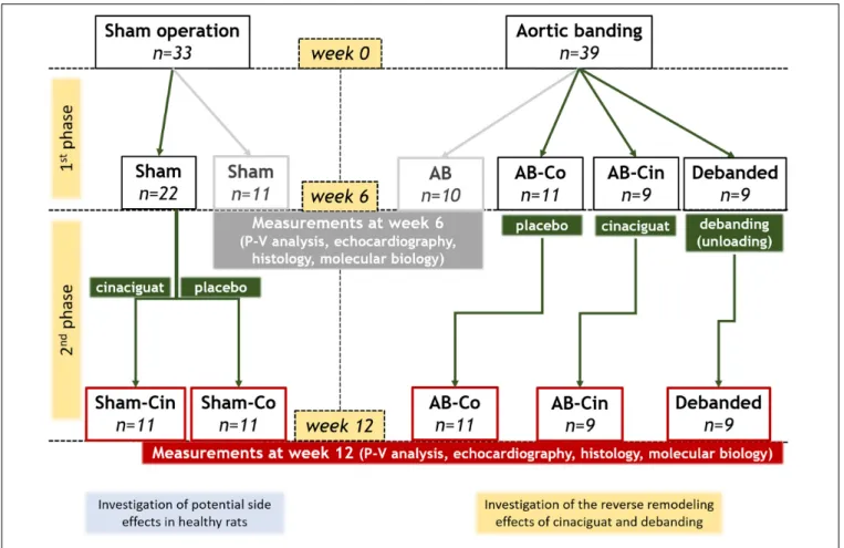 FIGURE 1 | Experimental design. After a 1-week-long acclimatization period (at week 0), the rats underwent abdominal aortic banding (AB; n = 39) or a sham operation (n = 33)