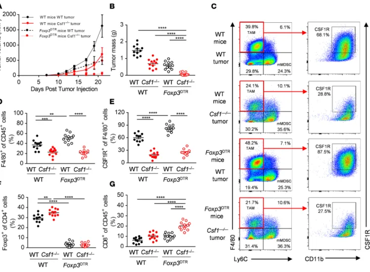 Figure 3. Depletion of CSF1R +  macrophages synergizes with genetic ablation of Foxp3 +  Treg cells