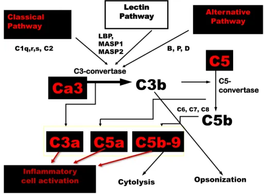 Figure 2. The most important complement factors and the three complement activation  pathways  Classical Pathway  C1q,r,s, C2  Lectin  Pathway LBP, MASP1MASP2  Alternative  Pathway B, P, D C6, C7, C8 C5a  C5b-9 C5b C5 C5-  convertase Inflammatory 