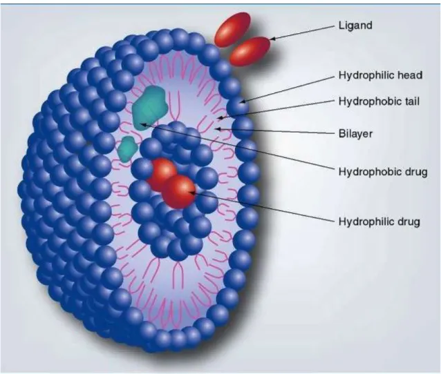 Figure 4. Cross section of a liposome 