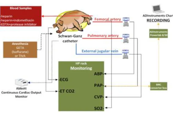 Figure  7.  A  schematic  figure  of  the  instrumentation  setup,  the  monitored  parameters,  and the experimental endpoints in the swine model 
