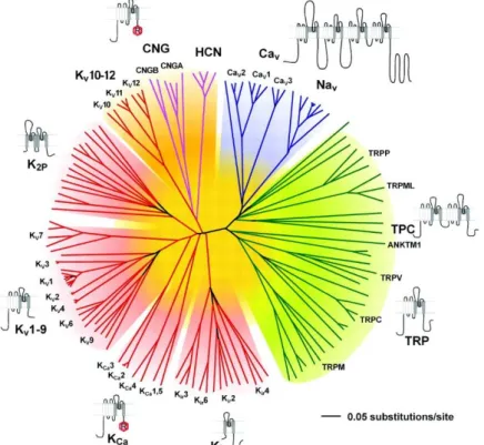 FIGURE 3. The voltage-gated ion channel superfamily. Polygenetic tree showing the  143  members  of  the  structurally-related  voltage-gated  ion  channel  genes,  with  each  group  highlighted  by  a  different  colour