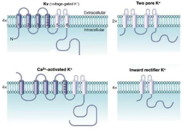 FIGURE 4. The main potassium channel families. Schematic drawings depicting the  channel structures for the four main potassium channel categories