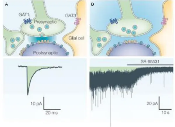 FIGURE 6. GABA A R localization and modes of activation. (A) GABA A Rs clustered  in the membrane beneath the release site (yellow) will be activated by the release of a  single  vesicle  from  the  presynaptic  nerve  terminal