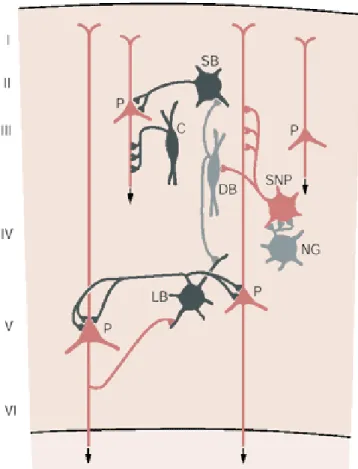 FIGURE  7.  Synaptic  organization  of  the  neocortex.  Principal  cells  (red)  of  the  neocortex,  including  pyramidal  cells  (P)  and  spiny  non-pyramidal  cells  (SNP)  are  localized  to  different  layers  and  send  long  range  excitatory  con