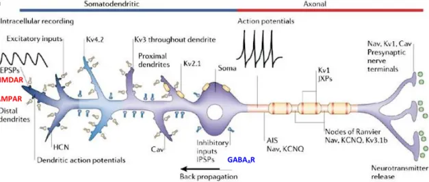 FIGURE 1. Functional role of voltage- and ligand-gated ion channels in controlling  the  excitability  of  principal  cells