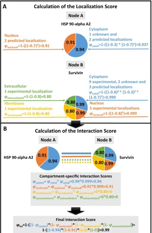 Figure 2. Calculation of the subcellular localization-based ComPPI scores. We illustrate the Localization Score calculation steps on the examples of Heat Shock Protein (HSP) 90-apha A2 and Survivin