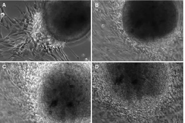 Fig  6.  Periodontal  Ligament  Stem  Cells  (PDLSCs)  following  the  second  passage  on  an  Enamel  Matrix  Derivative (EMD) treated surface