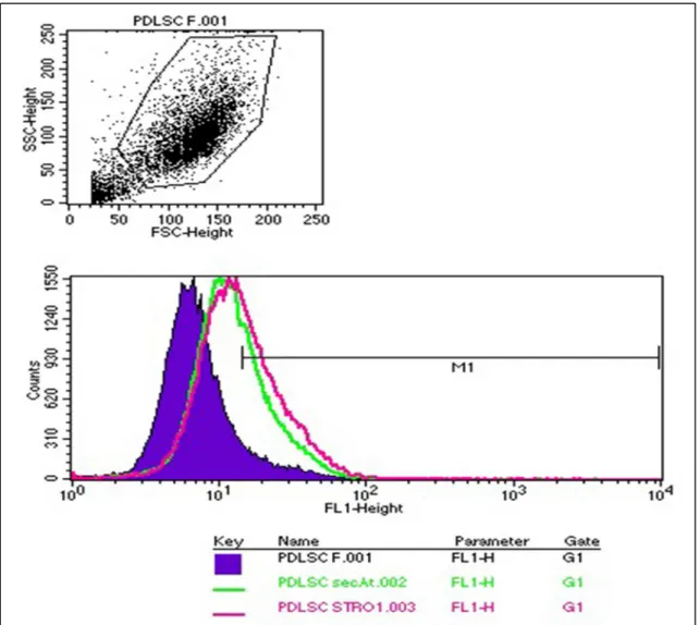 Fig 8. 8,47 % of periodontal ligament (PDL) cultures showing STRO-1 immuno-positivity following the  second passage 