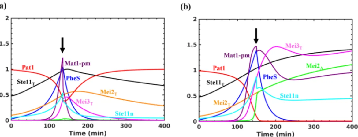 Figure 5.  Dynamics of Ste11 during the fission yeast cell cycle. (a) Wild type (b) ste11 T82A .