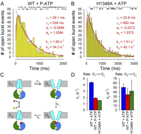 Figure 7.   P-ATP and the H1348A mutation slow  the O 1 →O 2  transition of CFTR channels