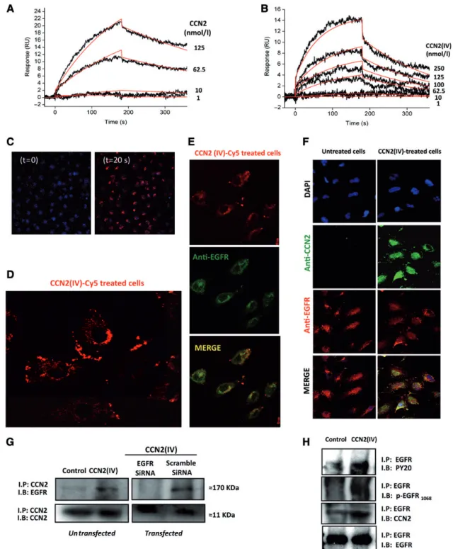 Figure 1 CCN 2 binds to EGFR. Surface plasmon resonance interaction analysis of full-length CCN 2 (A) and the carboxyl-terminal CCN 2 fragment (CCN 2 (IV)) (B) with immobilized EGFR extracellular domain (sEGFR) was performed using Biacore 3000 