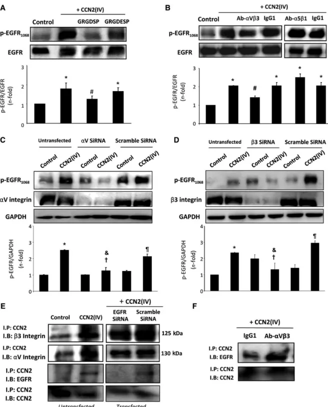 Figure 6 Role of integrins in CCN 2 (IV)-induced EGFR activation in cultured human tubular epithelial cells