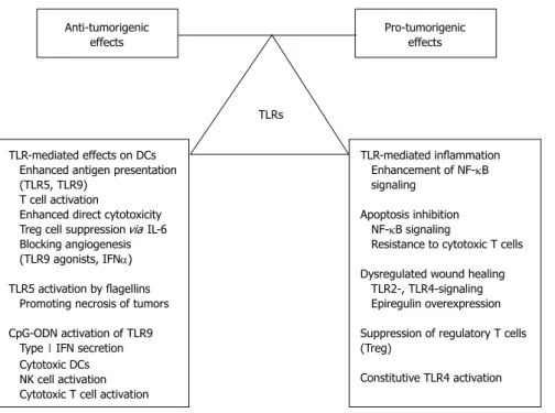 Figure 2  Dual role of Toll-like receptor signaling in colitis-associated carcinogenesis