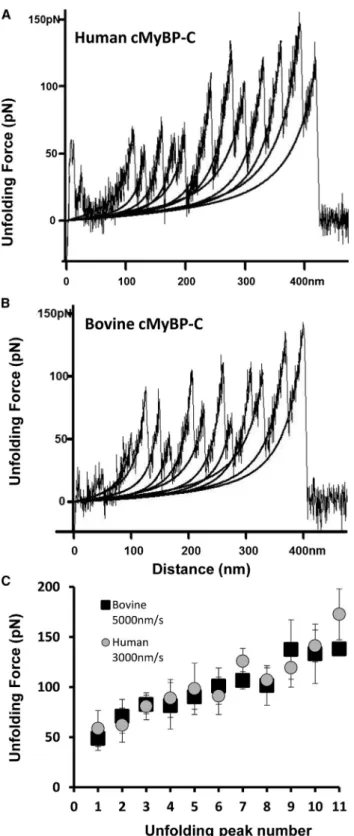 Fig. 2 C shows summary data for the average forces required to unfold individual domains of human and bovine cMyBP-C plotted against the order of each unfolding event in a force curve