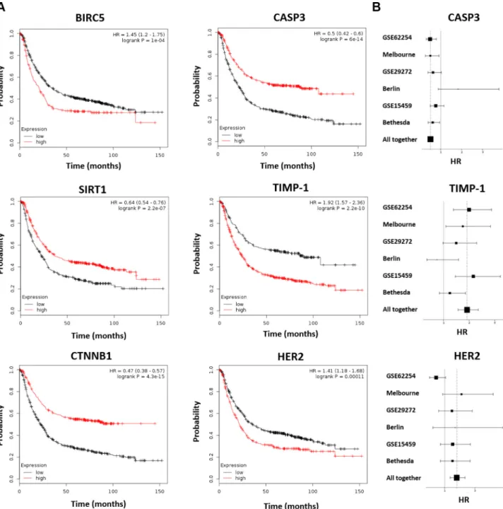 Figure 2: Survival for a selected set of the best performing markers.  Kaplan-Meier survival plots show that higher expression  of CASP3, CTNNB1 and SIRT1 results in a better OS, while higher expression of BIRC5, TIMP-1 and HER2 lead to worse survival (A)