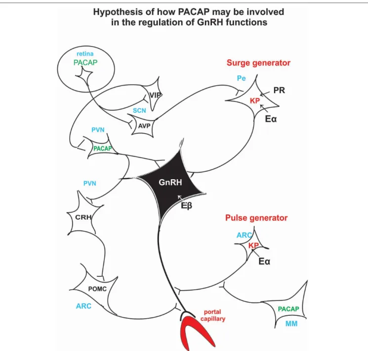 FIGURE 3 | Schematic illustration of the hypothetical pathway of how PACAP may be involved in the regulation of the GnRH release