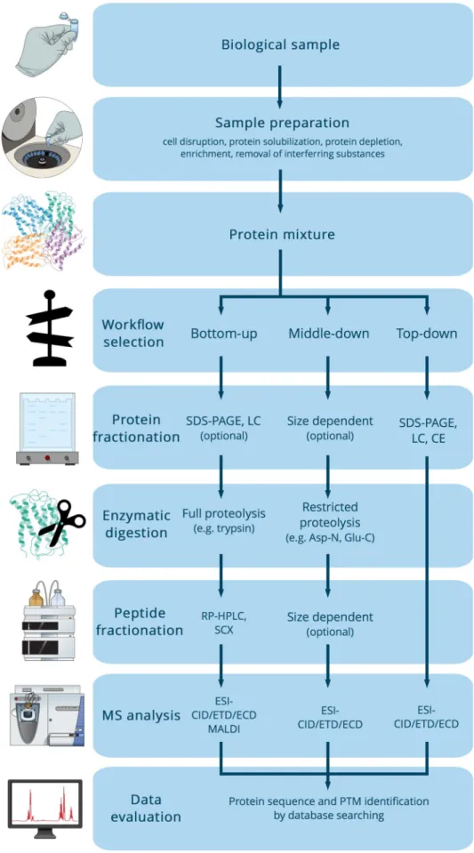 Fig. 2    Typical proteomic work- work-flows [33]