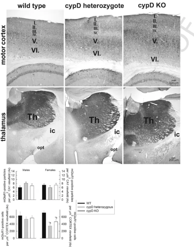 Fig. 5. Top panels: Immunohistochemistry of mGluR1 expression in motor cortex and thalamus of a WT, a cypD heterozygote and a cypD KO aged male mouse