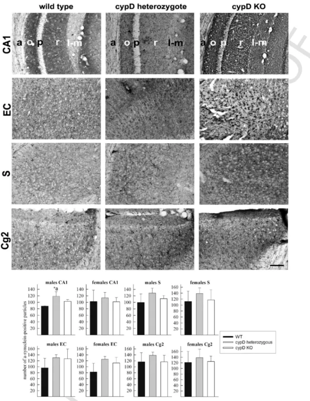 Fig. 6. Immunohistochemistry of α-synuclein expression in CA1 region, entorhinal cortex (EC), subiculum (S) and cingulate gyrus subfield 2 (Cg2) of a WT, a cypD heterozygote and a cypD KO aged male mouse