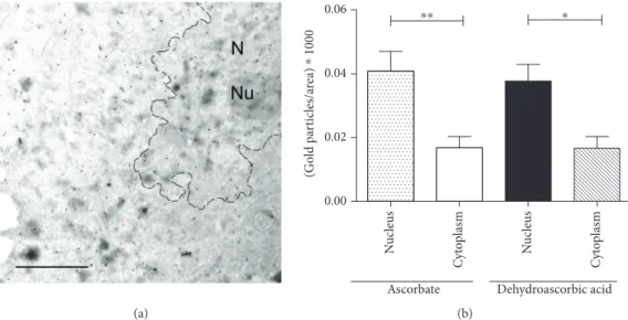 Figure 1: Subcellular distribution of ascorbate in human ﬁ broblasts. Subcellular distribution of ascorbate in human ﬁ broblasts derived from healthy controls ( n = 4) was assessed by immunoelectron microscopy