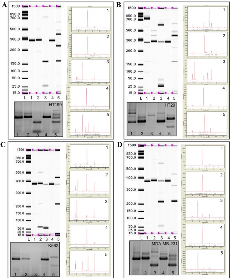 Figure 3. The CD44 alternative splice pattern of different human tumour cell lines demonstrated by virtual gels and electropherograms generated by Experion DNA Capillary Electrophoresis System and corresponding agarose gel picture