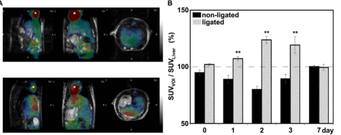 Figure 6. Tracer biodistribution in ligated and non-ligated liver lobes. A:Representative coregistered PET and MRI image of rat liver before (top) and 3 days after (bottom) portal vein ligation (PVL)