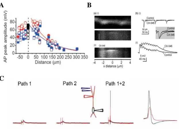 Figure 5. Passive properties of FS-PV INs. A: Action potentials in basket cell dendrites show  robust amplitude’ attenuation as a function of the distance, indicating passive action potential  back-propagation 