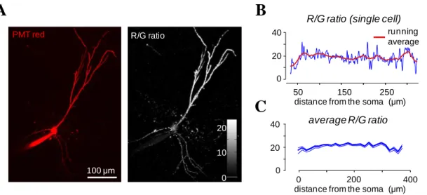 Figure  13.  Local  inhomogeneity  in F 0  fluorescence  does  not interfere with dendritic  Ca 2+